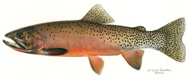 Westslope cutthroat Trout